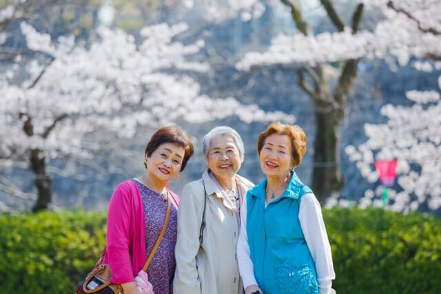 여성 노인 3명이 벗꽃에서 사진을 찍고 있다.